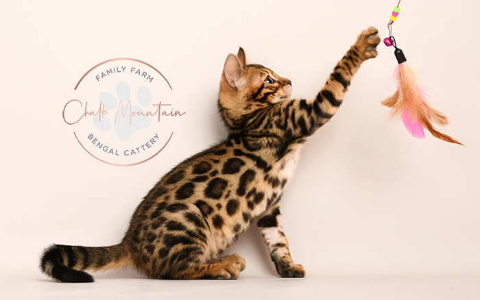 Bengal kitten for sale